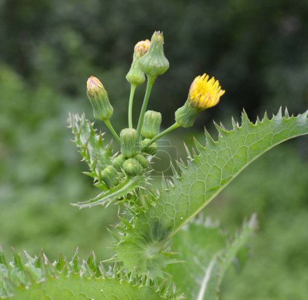 Cardo amarillo (Sonchus asper) crece en la naturaleza.