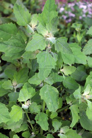 White goosefoot (Chenopodium album) grows in wild natur
