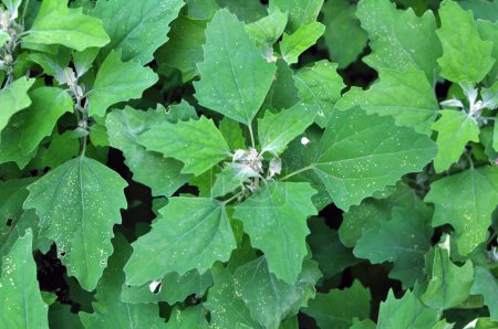 White goosefoot (Chenopodium album) grows in wild natur