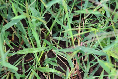 In the wild, Digitaria sanguinalis grows in the field like a weed