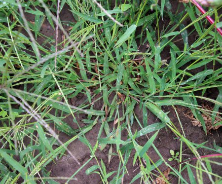 En la naturaleza, Digitaria sanguinalis crece en el campo como una mala hierba
