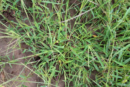 In the wild, Digitaria sanguinalis grows in the field like a weed