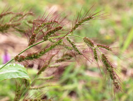 En el campo, como las malas hierbas entre los cultivos agrícolas crecen Echinochloa crus-galli