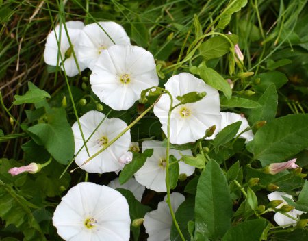 Convolvulus arvensis grows and blooms in the field