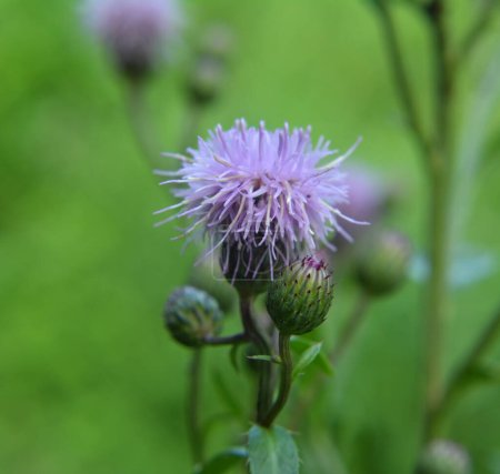 Among the herbs in the wild grows and blooms thistle field (Cirsium arvense)