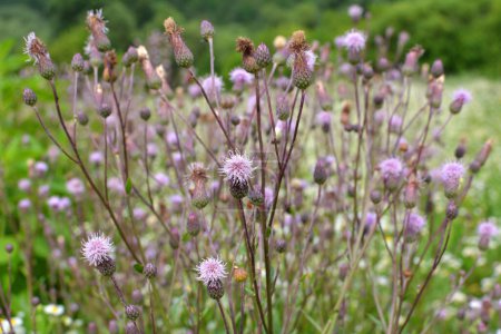 Entre las hierbas en la naturaleza crece y florece campo de cardo (Cirsium arvense)