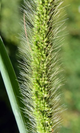 Setaria grows in the field in nature.