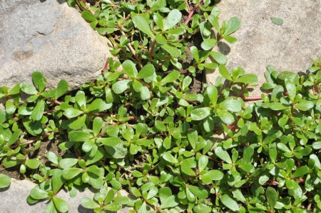 Dans la nature, dans le sol, comme une mauvaise herbe pousse le pourpier (Portulaca oleracea)