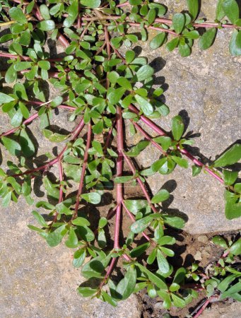 Dans la nature, dans le sol, comme une mauvaise herbe pousse le pourpier (Portulaca oleracea)