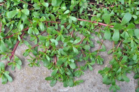 In der Natur wächst im Boden wie ein Unkraut Portulak (Portulaca oleracea))