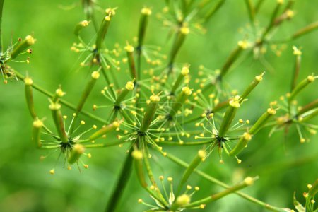 Chaerophyllum aromaticum crece en la naturaleza en verano