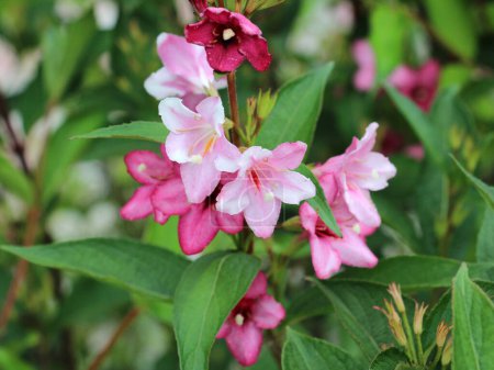 Weigela with white and pink flowers blooms in the garden.