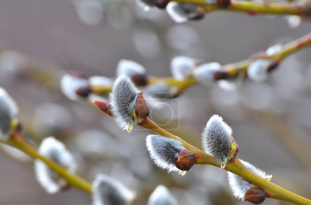 In spring, the willow (Salix caprea) branch blooms in nature