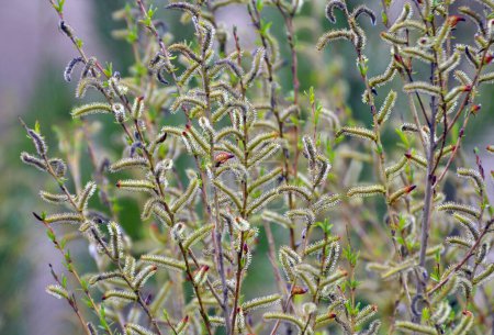 Au printemps, le saule violet (Salix purpurea) pousse dans la nature