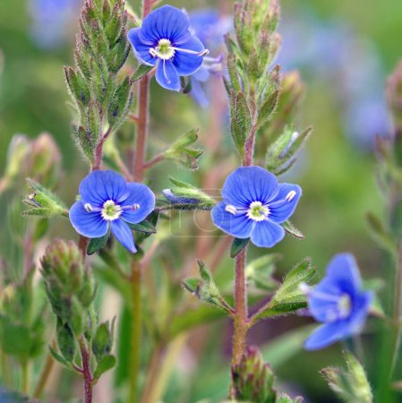 Photo for In the spring, Veronica chamaedrys blooms in the wild - Royalty Free Image
