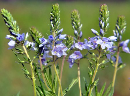 In the spring, Veronica prostrata blooms in the wild among grasses