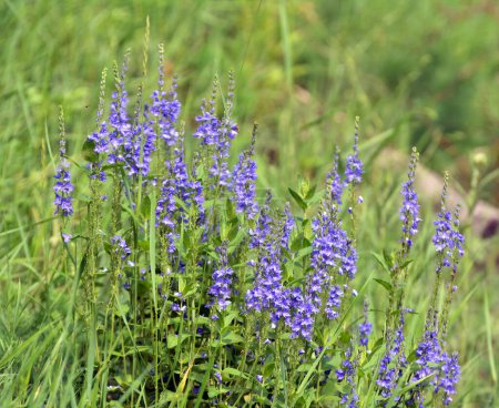  In the wild, veronica teucrium grows among grasses 