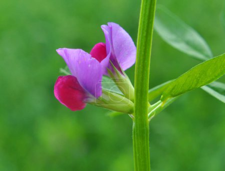 Vetch sowing (Vicia sativa) grows on a farm field