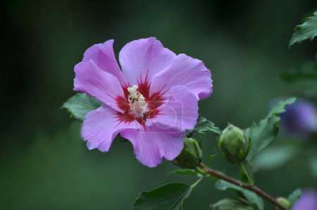 In summer, the hibiscus bush blooms in nature