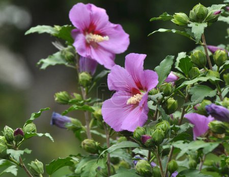 In summer, the hibiscus bush blooms in nature
