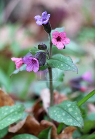 Early spring plant lungwort (Pulmonaria) blooms in the wild forest