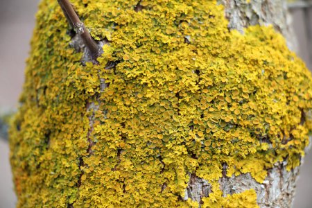 Im Wald wächst die Flechte Xanthoria parietina auf der Rinde eines Baumes.
