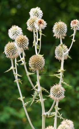 En la naturaleza, la planta de miel echinops sphaerocephalus florece