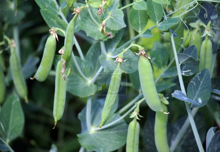 Green pea pods are ripening on bushes in the field