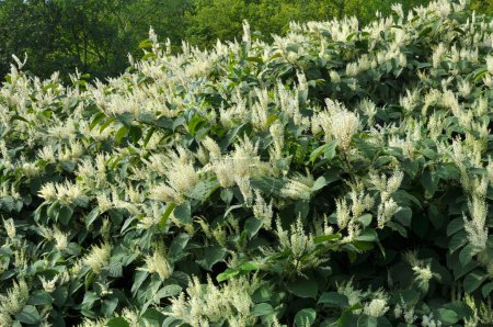 In summer, the perennial plant Reynoutria grows in nature