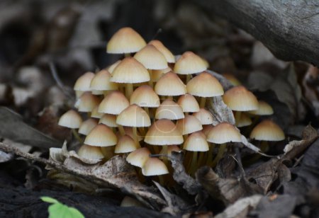 A colony of Mycena mushrooms grows in the forest