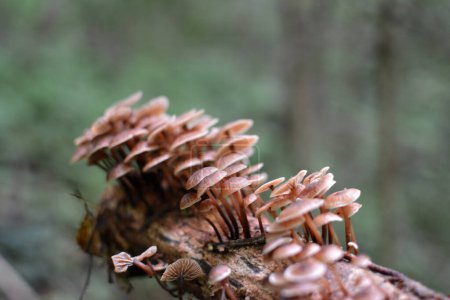 Una colonia de hongos Mycena crece en el bosque