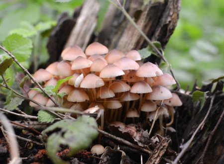 Une colonie de champignons Mycena pousse dans la forêt