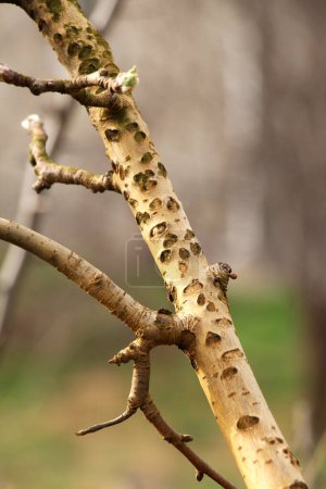 Écorce d'un arbre fruitier endommagé par la cicadelle du buffle (Stictocephala bisonia)