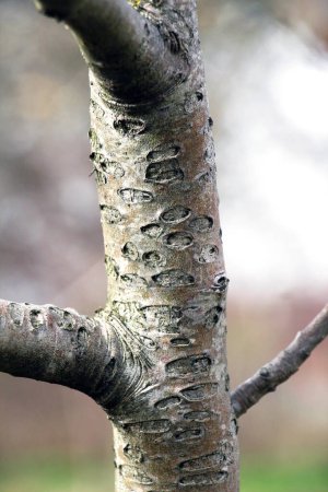Bark of a fruit tree damaged by the buffalo leafhopper (Stictocephala bisonia)