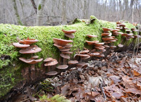 In the wild, oyster mushroom (Pleurotus ostreatus) grow on tree trunks