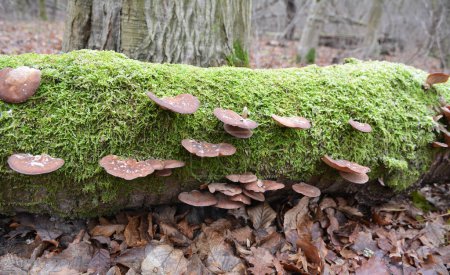 In the wild, oyster mushroom (Pleurotus ostreatus) grow on tree trunks