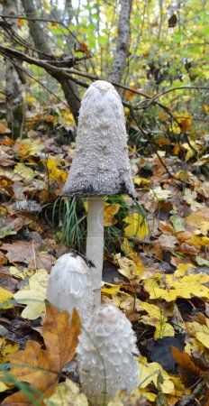 Wild edible mushrooms Coprinus comatus grow in the autumn forest