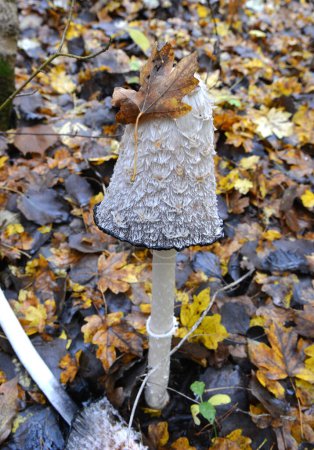 Wild edible mushrooms Coprinus comatus grow in the autumn forest