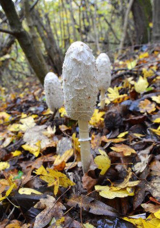 Champignons comestibles sauvages Coprinus comatus poussent dans la forêt d'automne
