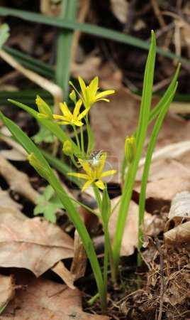 Photo for Early spring plant Gagea lutea blooms in the wild in the woods - Royalty Free Image
