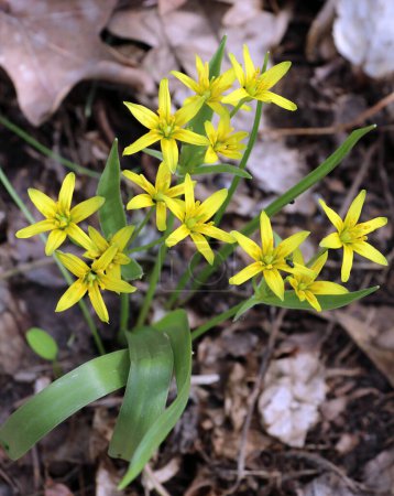 Early spring plant Gagea lutea blooms in the wild in the woods