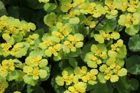 Chrysosplenium alternifolium blüht im Frühling in freier Wildbahn