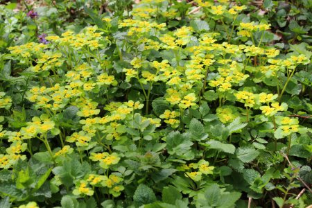 Téléchargez les photos : Chrysosplenium alternifolium fleurit à l'état sauvage au printemps - en image libre de droit