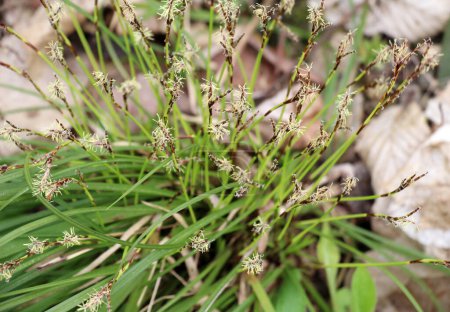 Carex digitata crece salvaje en los frentes