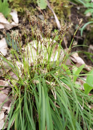Carex digitata grows wild in the fores