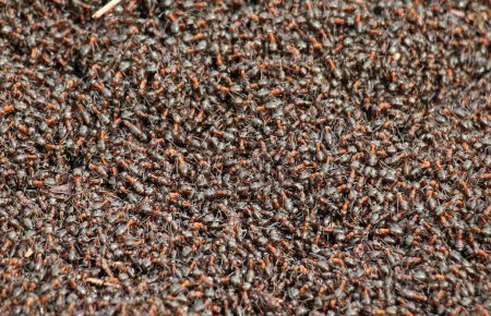 Una colonia de hormigas del bosque se encuentra en un hormiguero