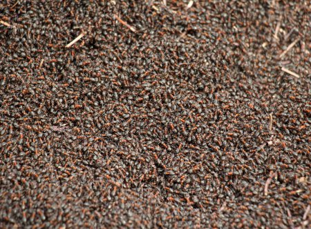 Eine Kolonie von Waldameisen befindet sich in einem Ameisenhaufen