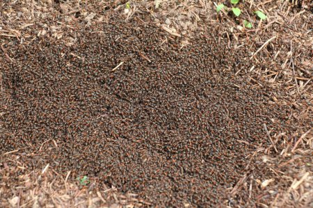 Una colonia de hormigas del bosque se encuentra en un hormiguero