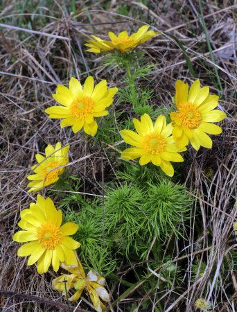 Adonis vernalis, on the hills grows in the wild
