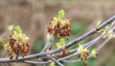 Au printemps, l'érable à frêne (Acer negundo) fleurit dans la nature
